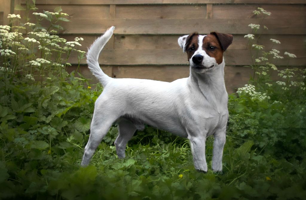 Les Jack Russell Terrier de l'affixe De La Colombe Martiniquaise