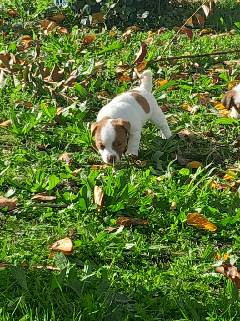 De La Colombe Martiniquaise - Chiot disponible  - Jack Russell Terrier