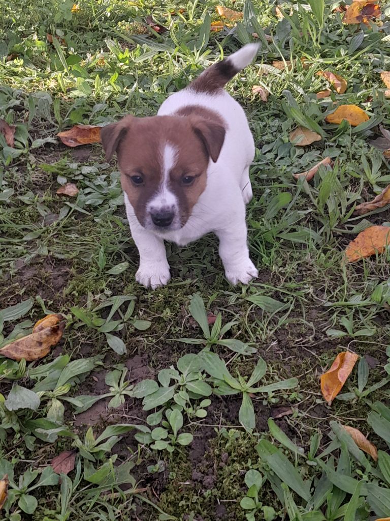 De La Colombe Martiniquaise - Chiot disponible  - Jack Russell Terrier