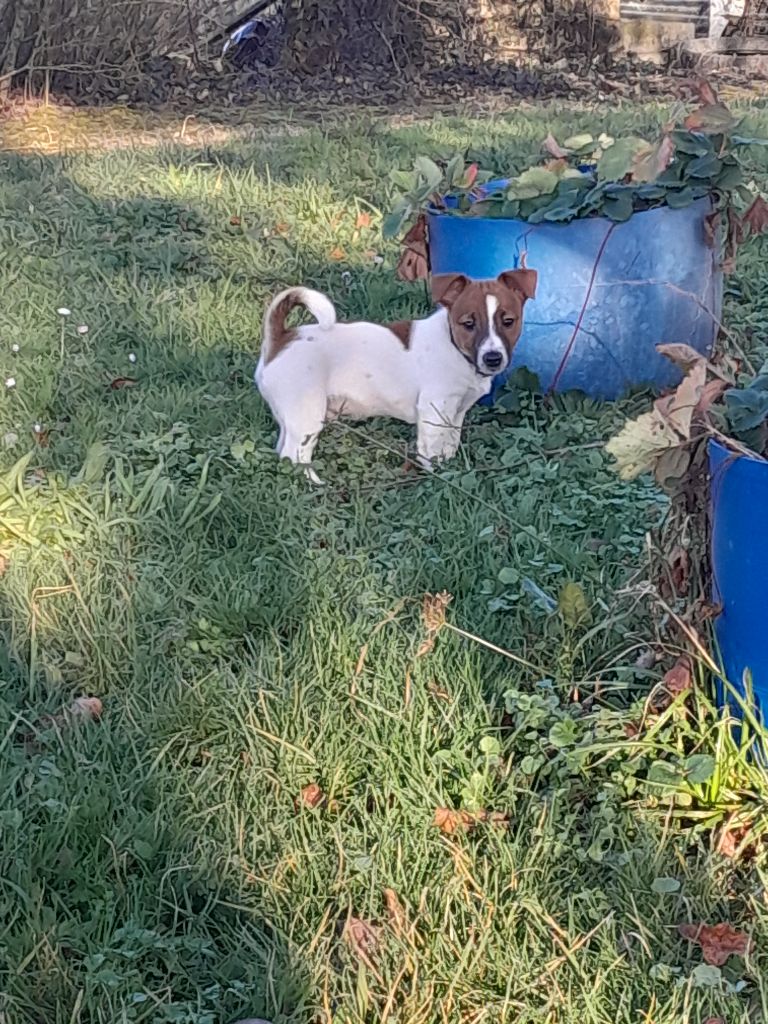 De La Colombe Martiniquaise - Chiot disponible  - Jack Russell Terrier