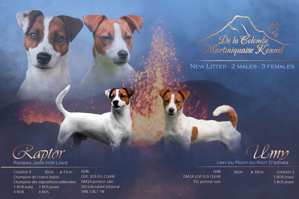 chiot Jack Russell Terrier De La Colombe Martiniquaise