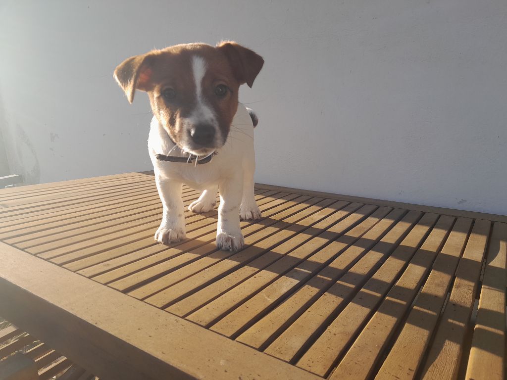 De La Colombe Martiniquaise - Chiot disponible  - Jack Russell Terrier