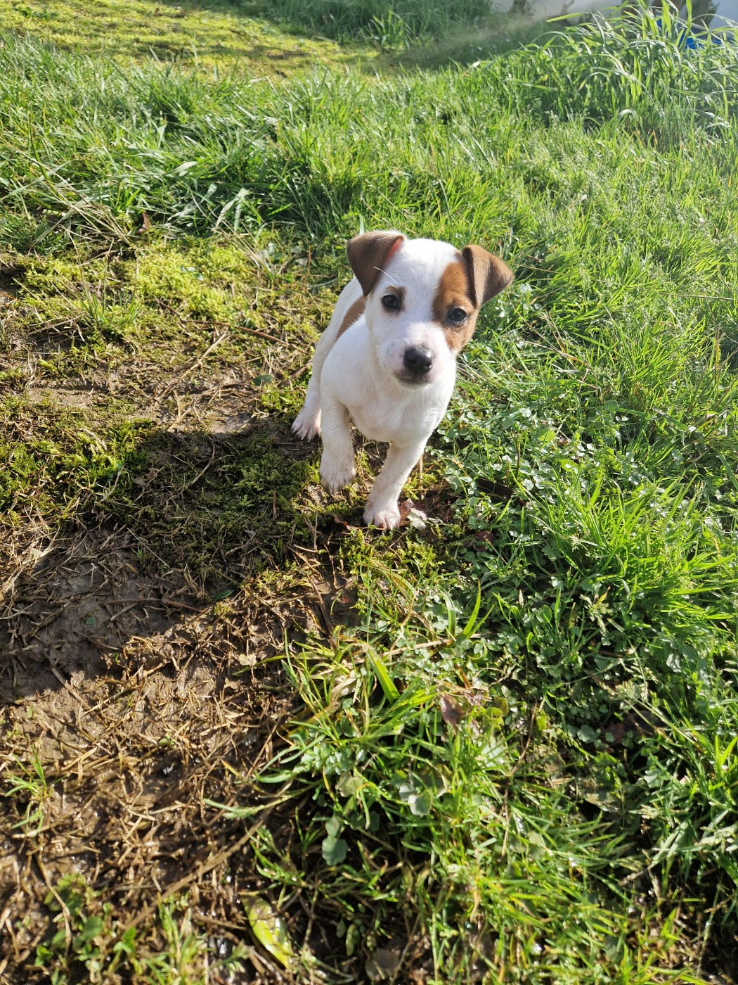 Asteroid Elektra De La Colombe Martiniquaise