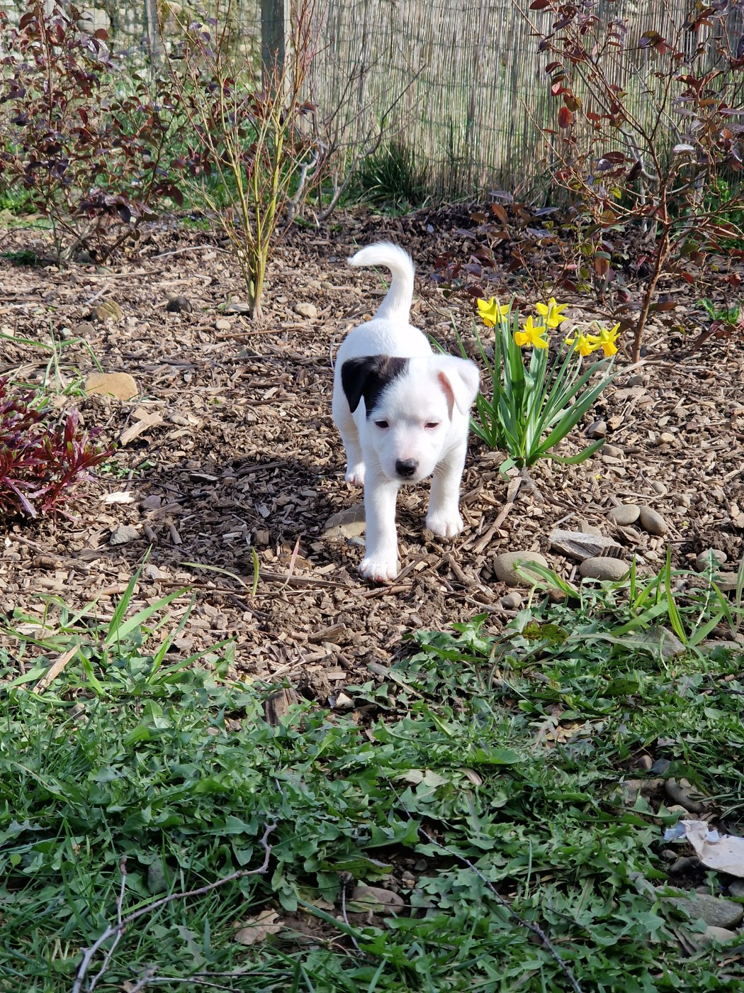 Borealis Celestial Flames De La Colombe Martiniquaise
