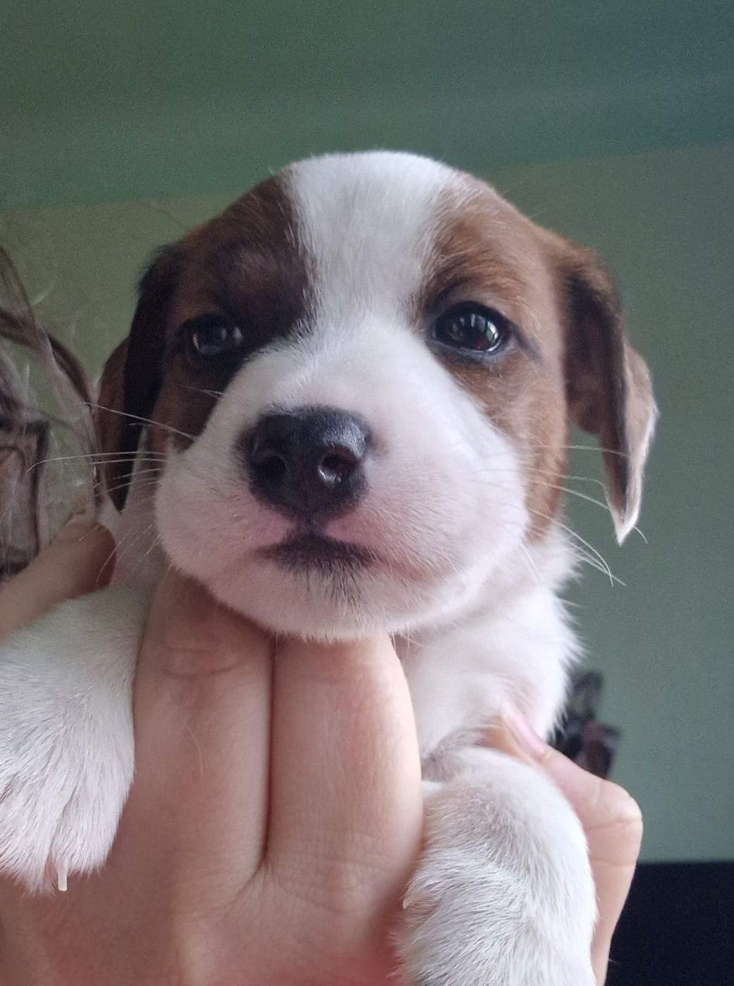 De La Colombe Martiniquaise - Chiots disponibles - Jack Russell Terrier