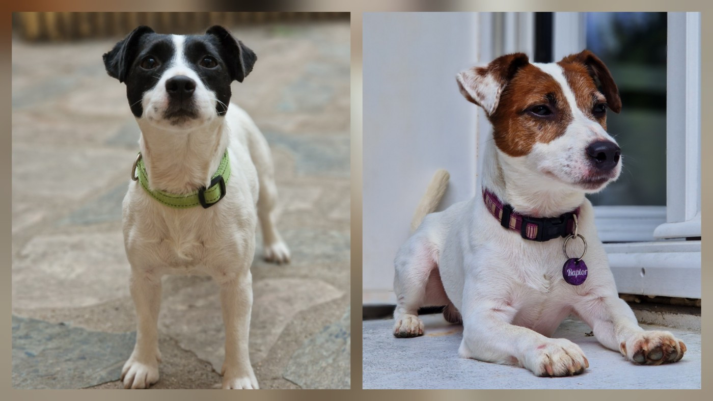 Chiot Jack Russell Terrier De La Colombe Martiniquaise