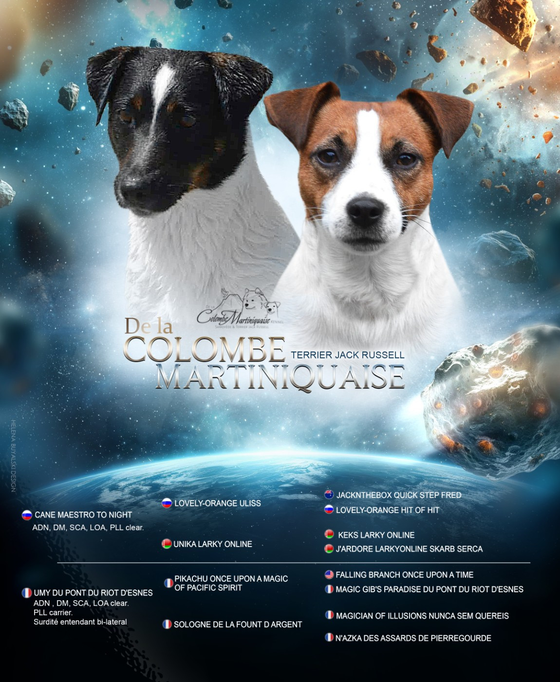 Chiot Jack Russell Terrier De La Colombe Martiniquaise