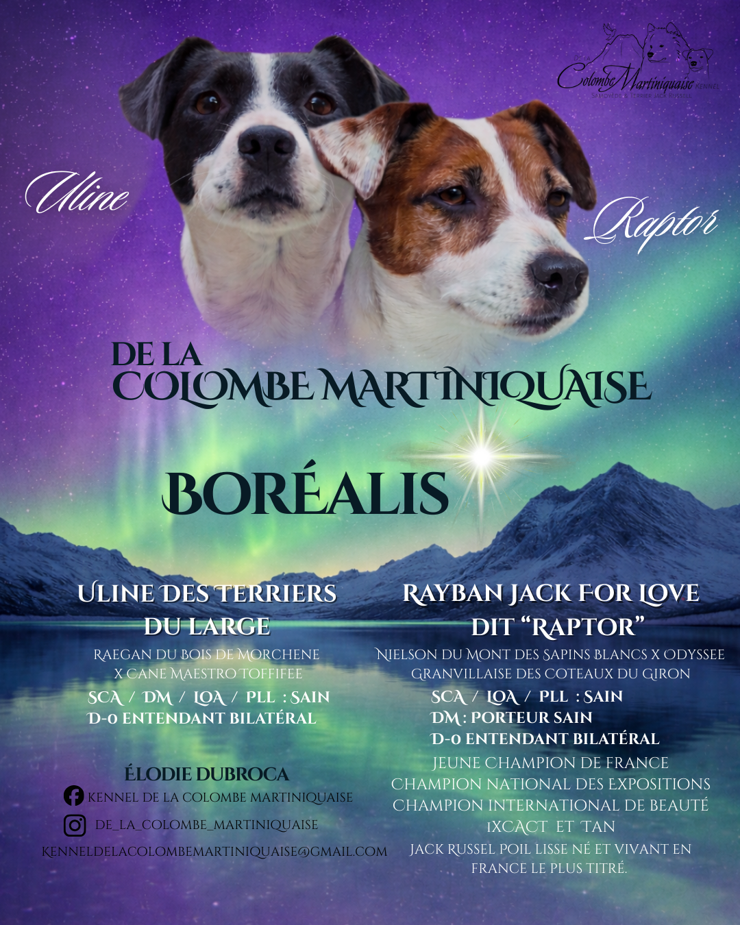 Chiot Jack Russell Terrier De La Colombe Martiniquaise