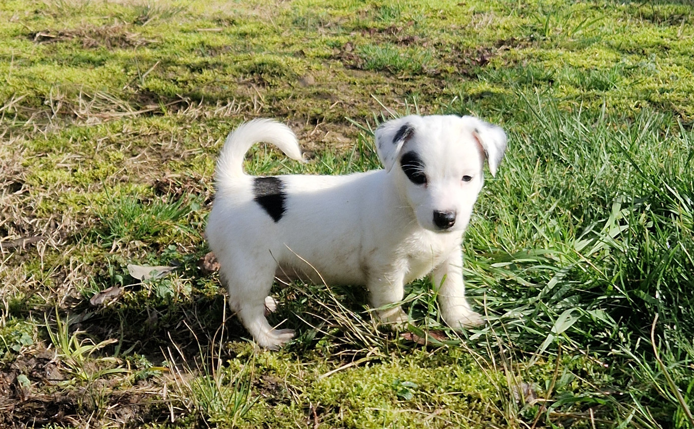 De La Colombe Martiniquaise - Chiots disponibles - Jack Russell Terrier