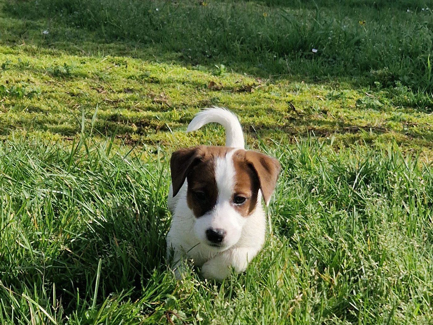 De La Colombe Martiniquaise - Chiots disponibles - Jack Russell Terrier