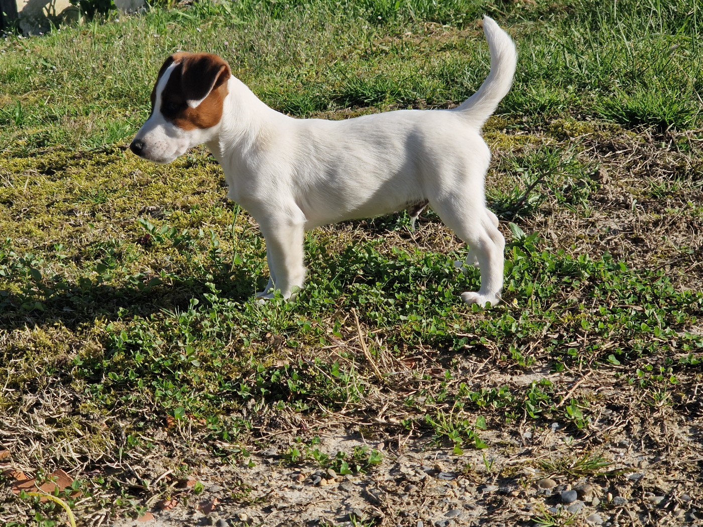 De La Colombe Martiniquaise - Chiots disponibles - Jack Russell Terrier