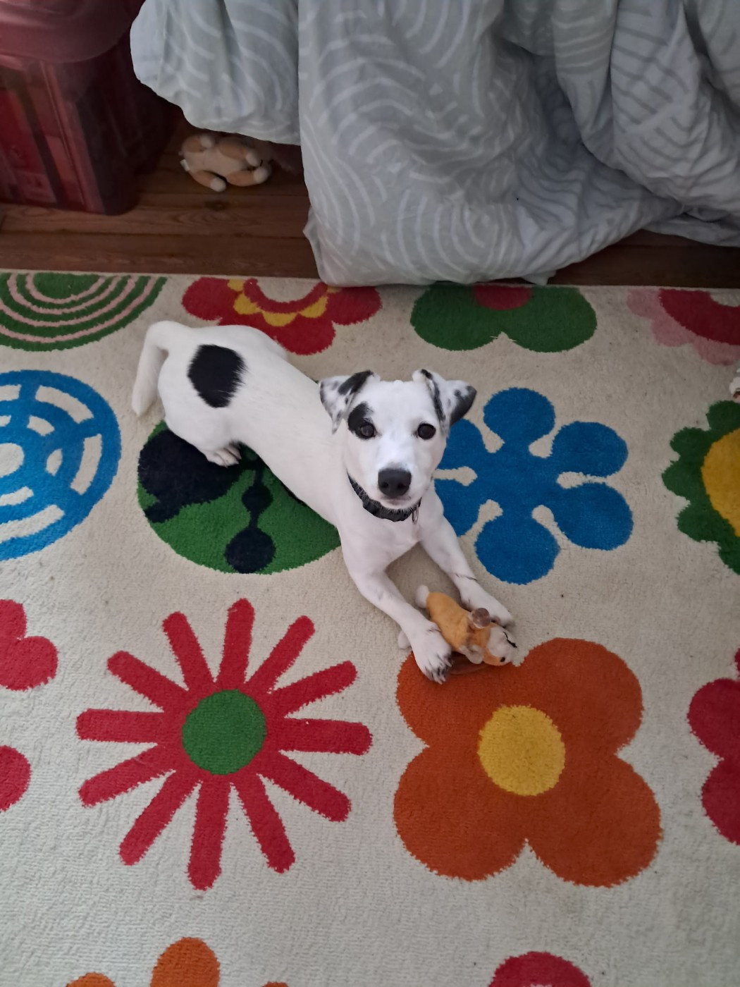 De La Colombe Martiniquaise - Chiots disponibles - Jack Russell Terrier