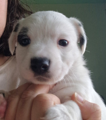 Borealis Celestial Flames